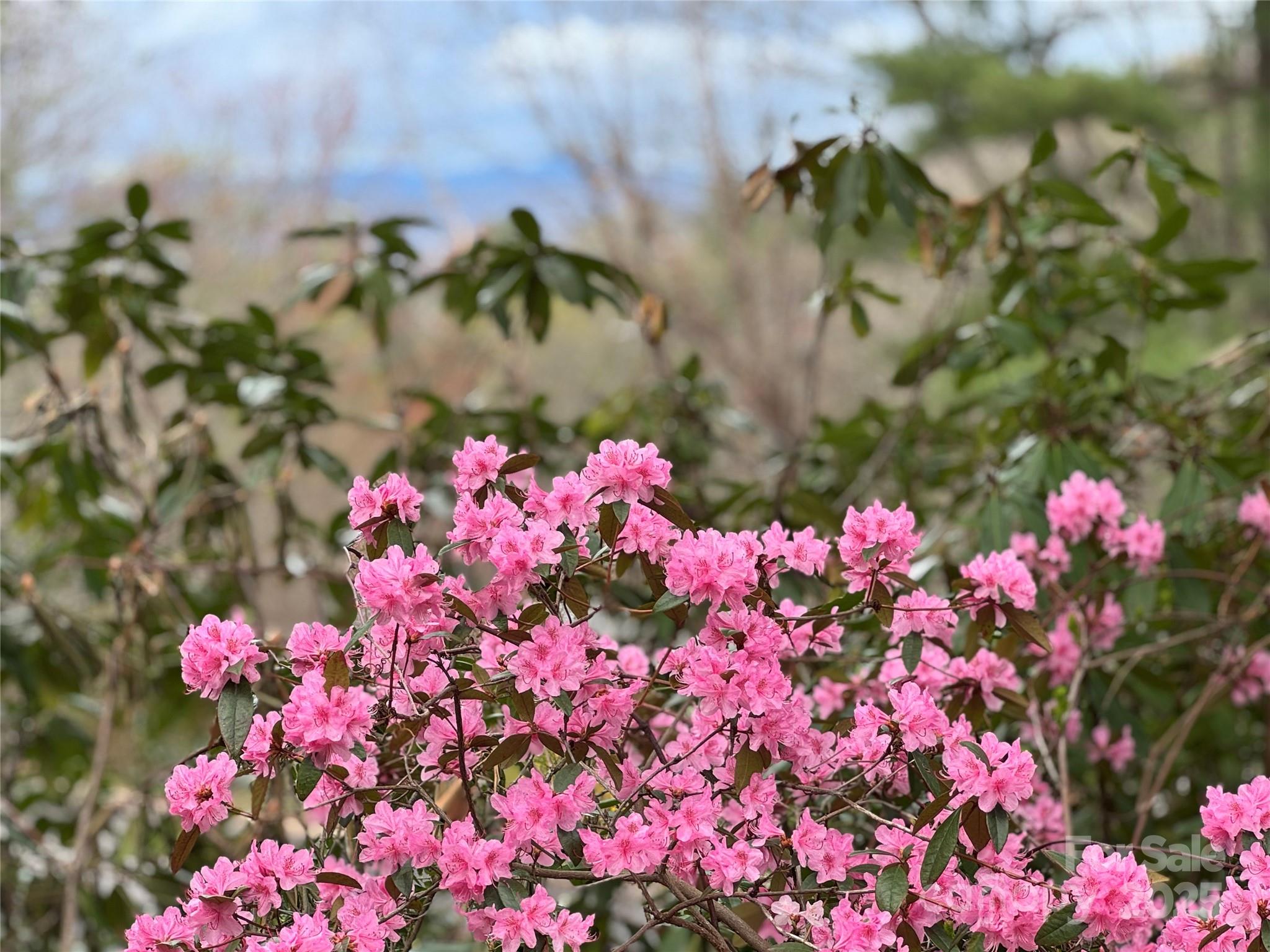 15 Elmwood Lane Asheville NC 28803