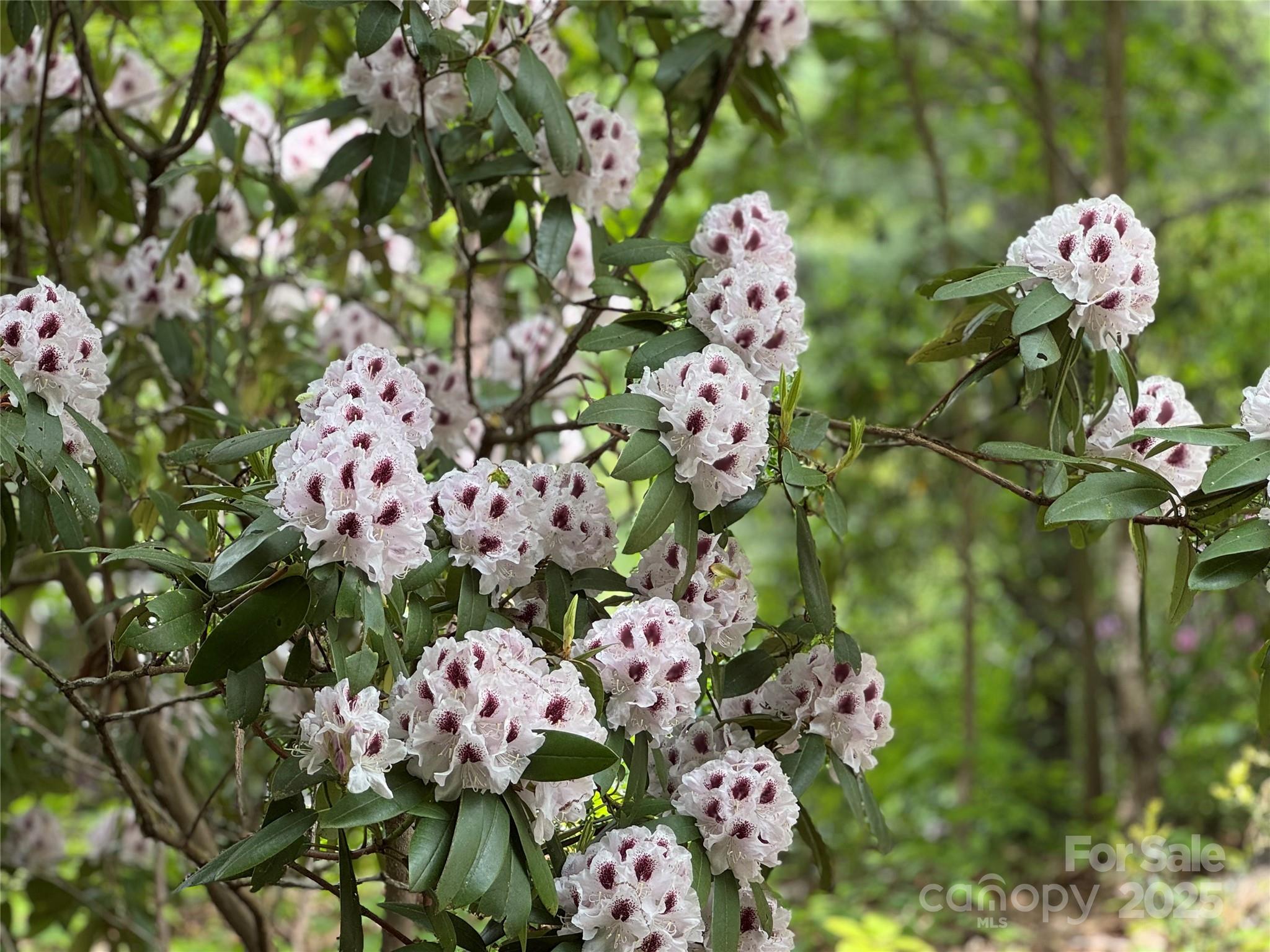 15 Elmwood Lane Asheville NC 28803