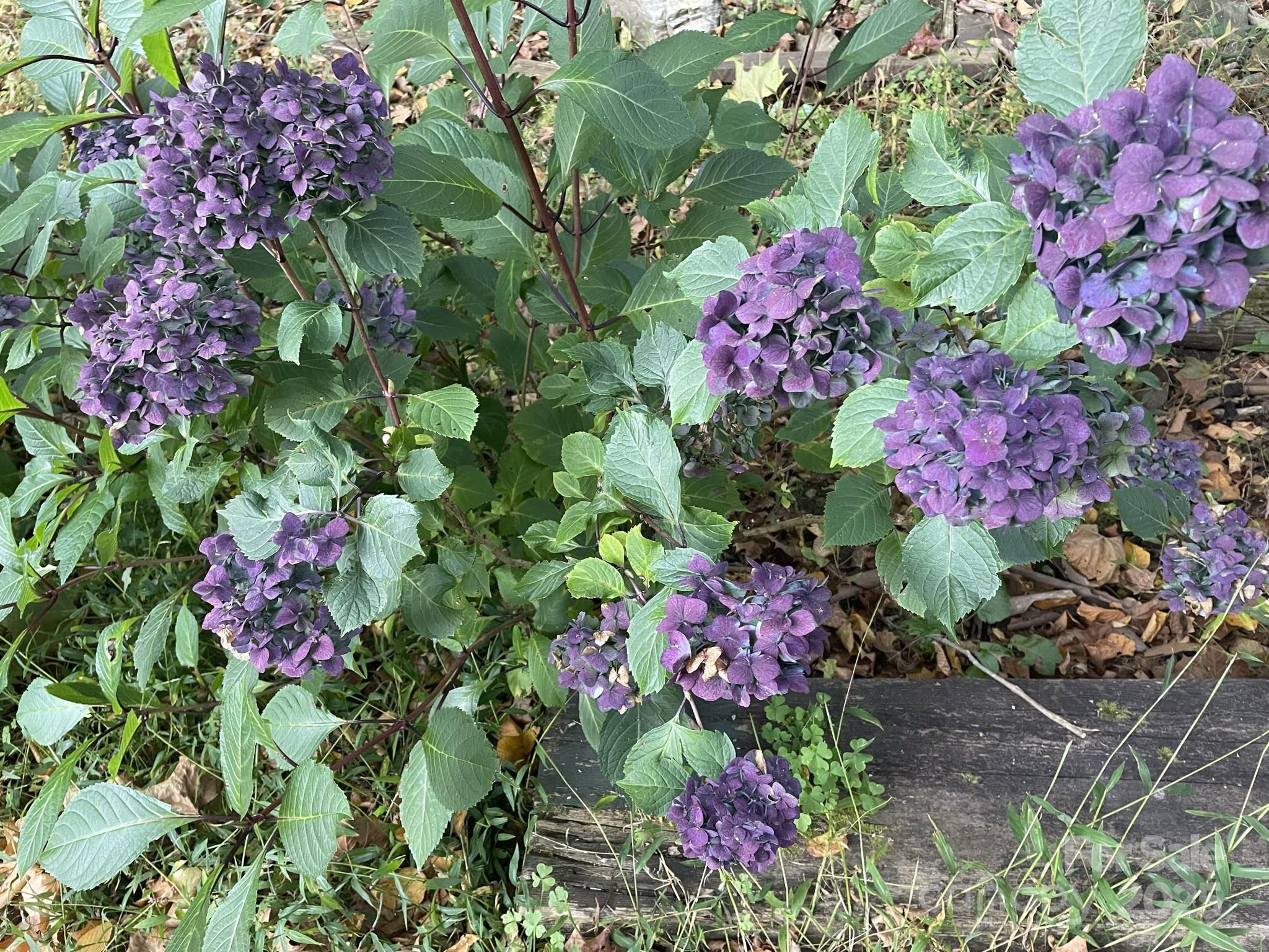 565 Winterstar Loop Burnsville NC 28714