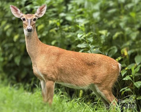 40 Sanctuary Drive Burnsville NC 28714