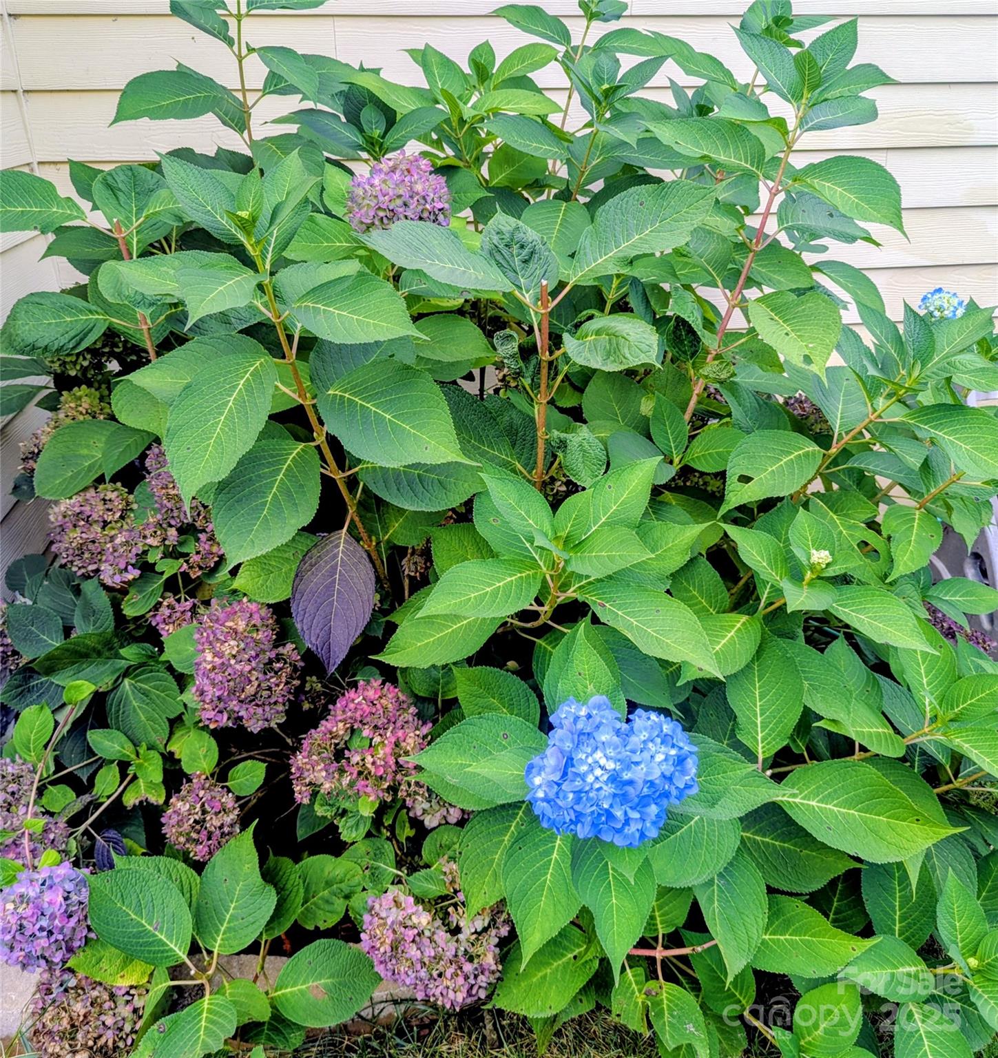 10 Cotton Creek Circle Black Mountain NC 28711