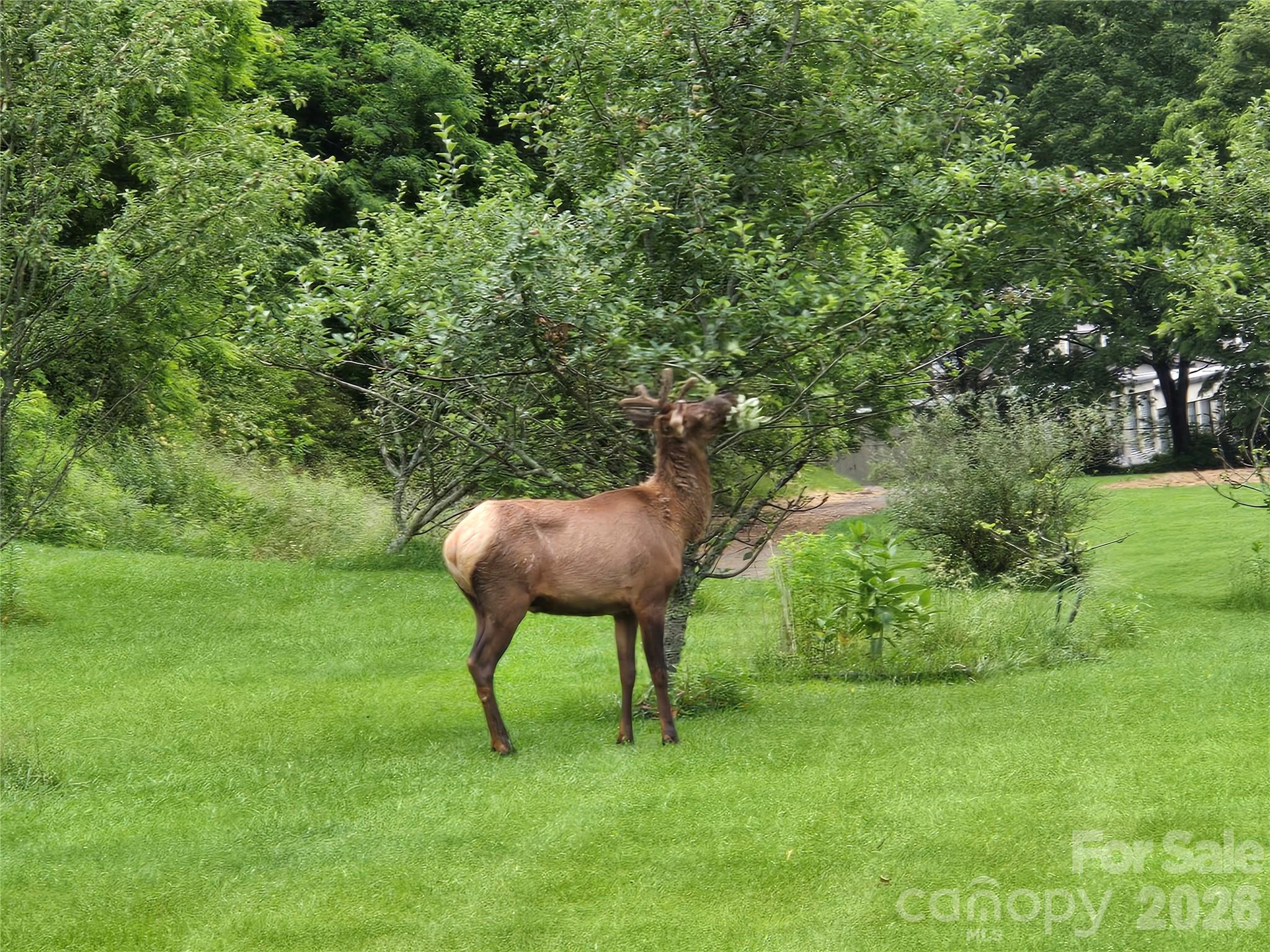 96 Garden Court Maggie Valley NC 28751