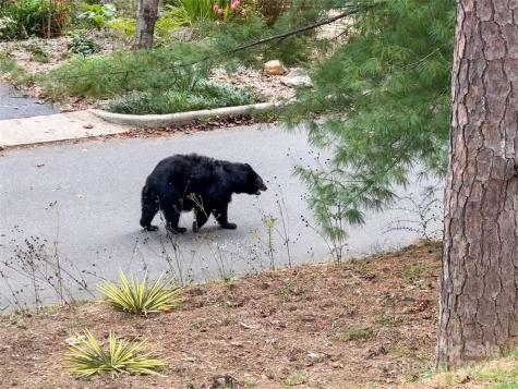 351 Windsor Road Asheville NC 28804