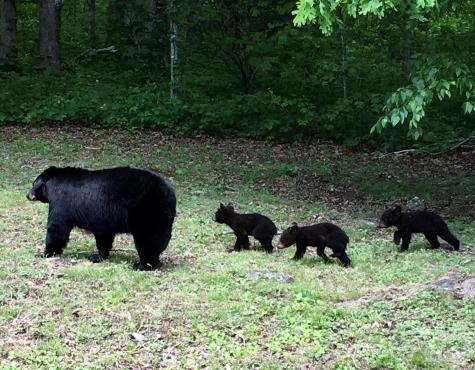 14 Weeping Cherry Forest Road Fairview NC 28730
