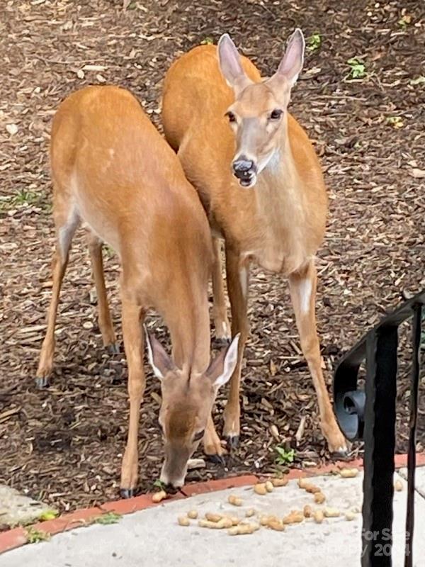 124 Jenny Lind Drive Hendersonville NC 28791