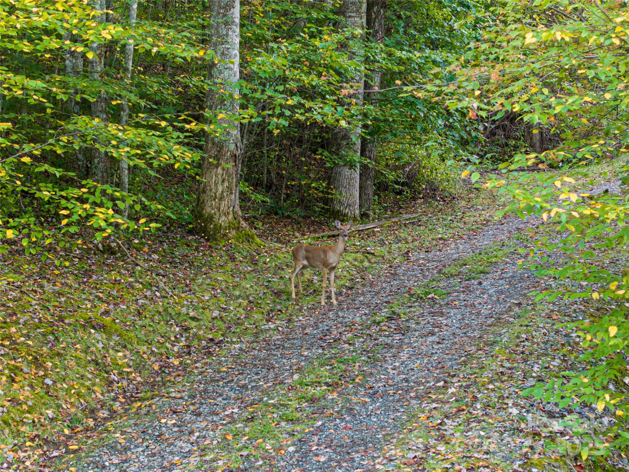 635 Whisper Mountain Drive Leicester NC 28748