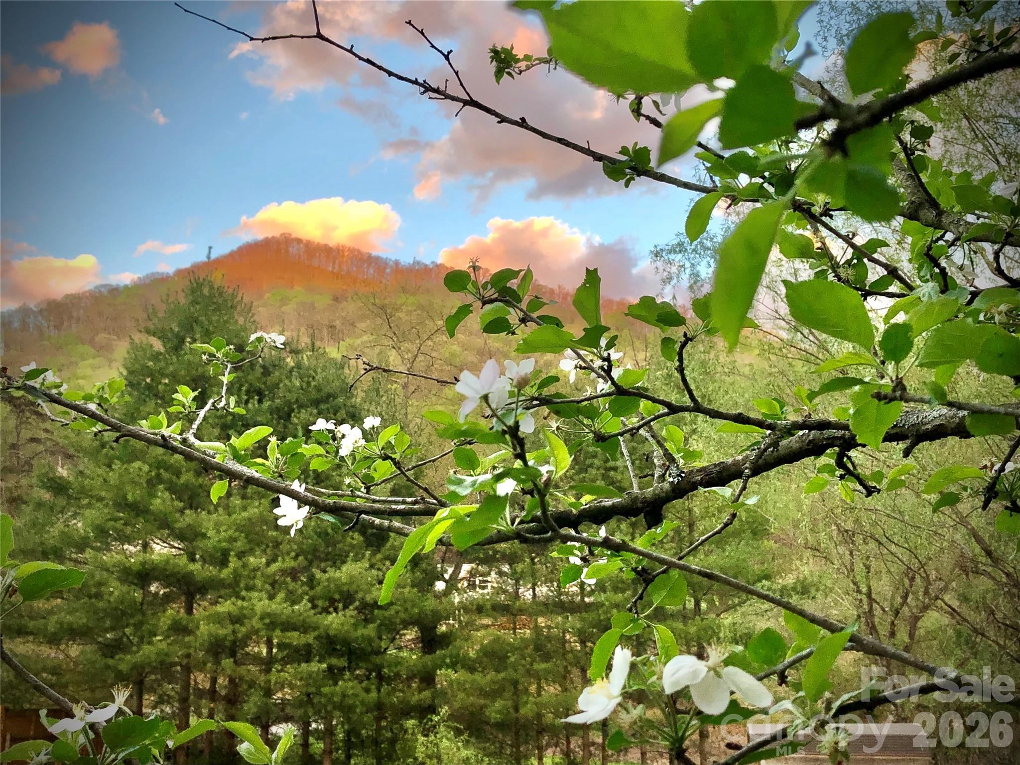 3 Taproot Trail Barnardsville NC 28709