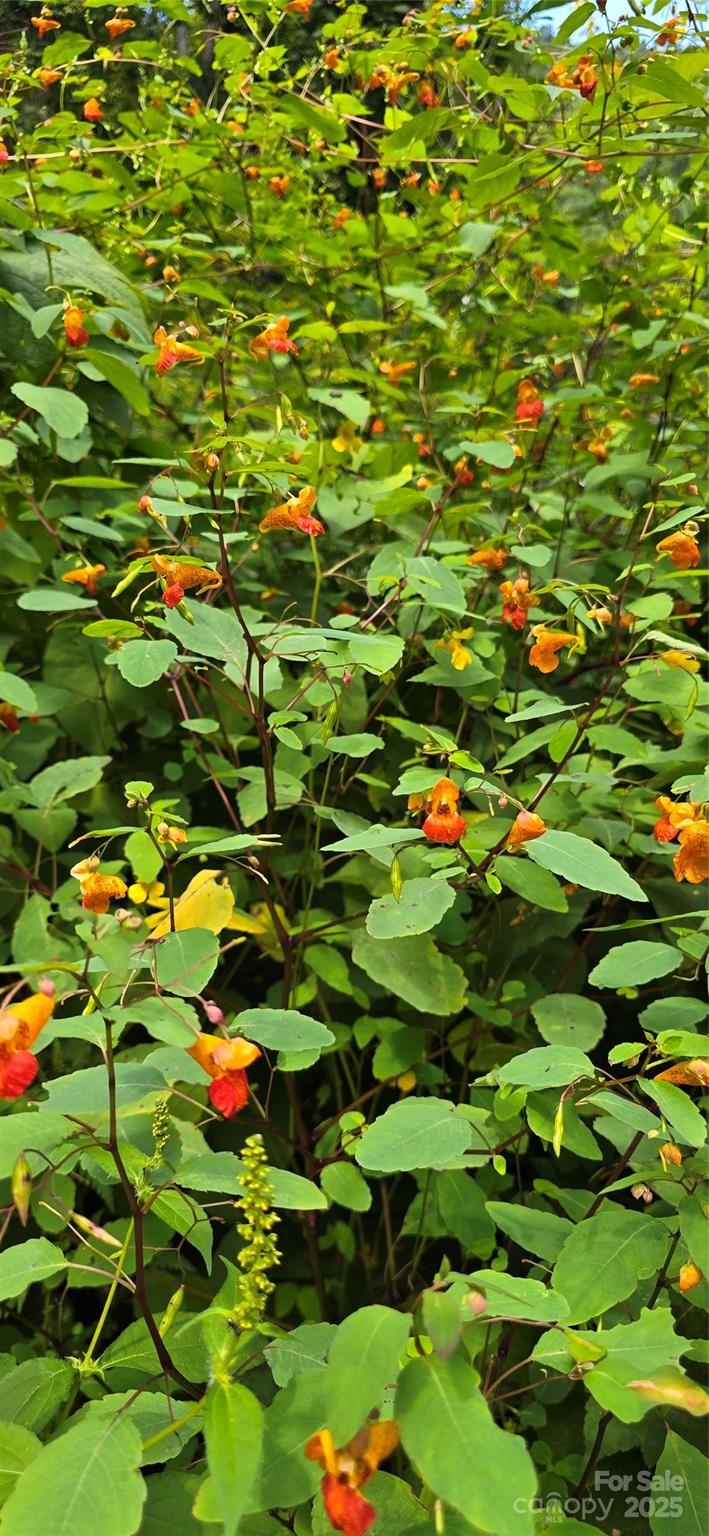 607 Rocky Top Trail Barnardsville NC 28709