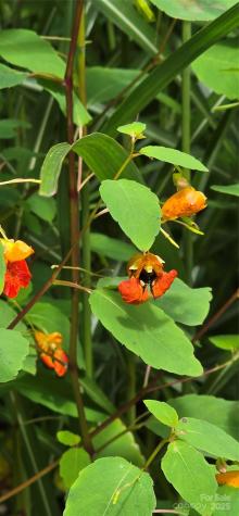 607 Rocky Top Trail Barnardsville NC 28709