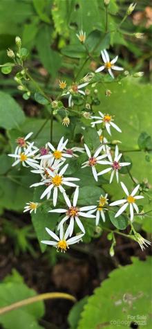 607 Rocky Top Trail Barnardsville NC 28709