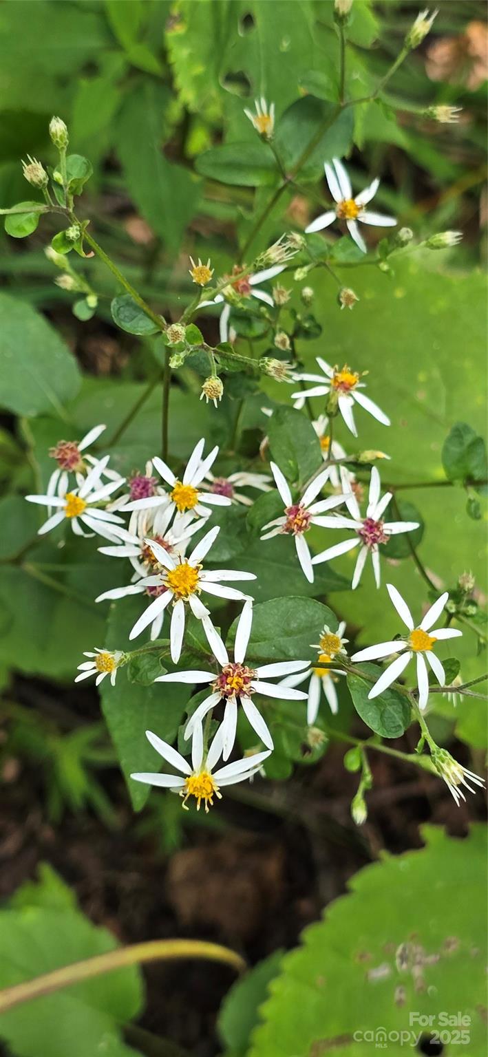 607 Rocky Top Trail Barnardsville NC 28709