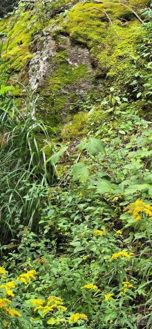 607 Rocky Top Trail Barnardsville NC 28709