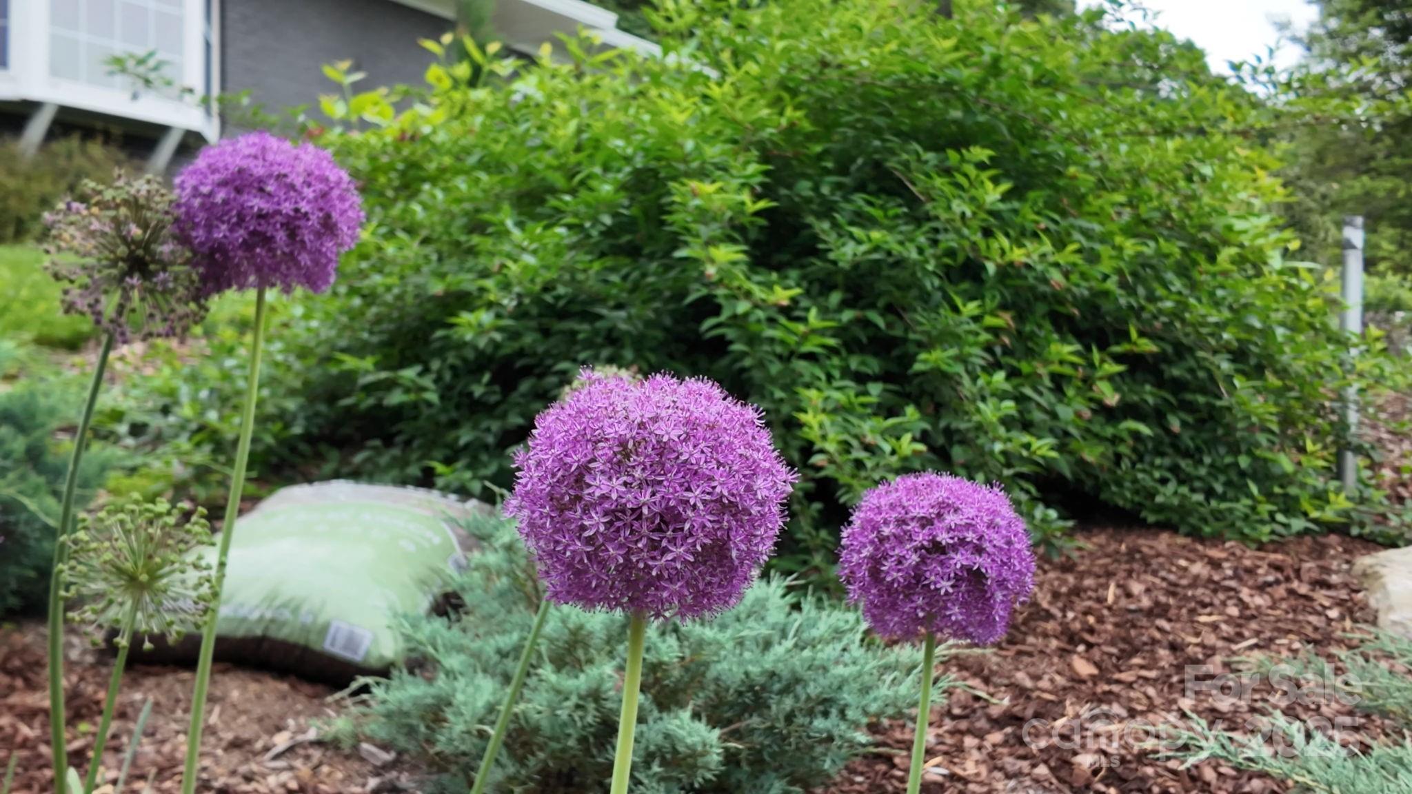 59 Dogwood Grove Asheville NC 28805