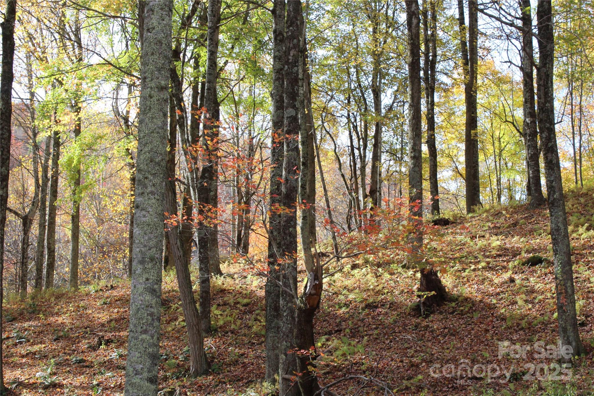 1571 Roaring Fork Road Burnsville NC 28714