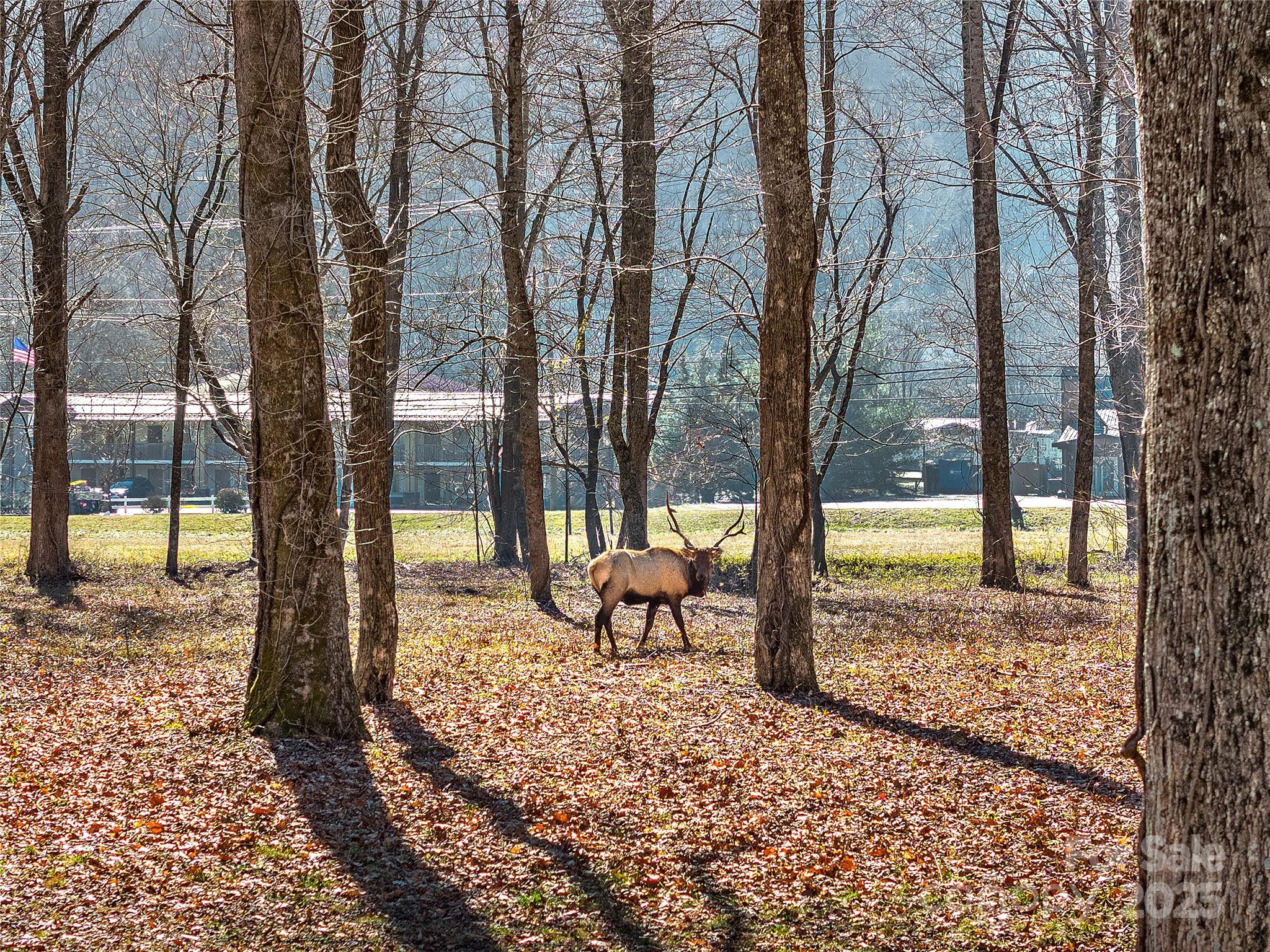 74 Badd Lane Maggie Valley NC 28751