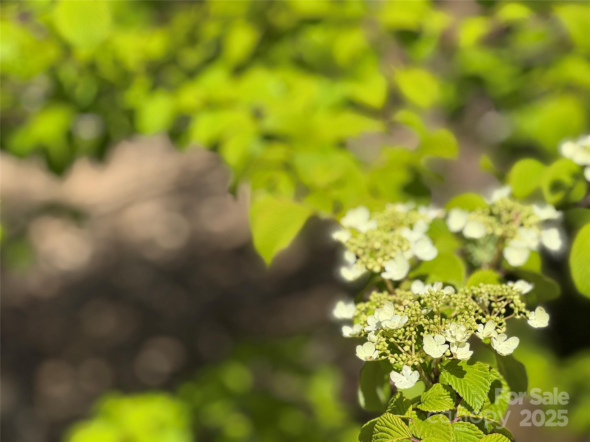 180 Dalton Lane Black Mountain NC 28711