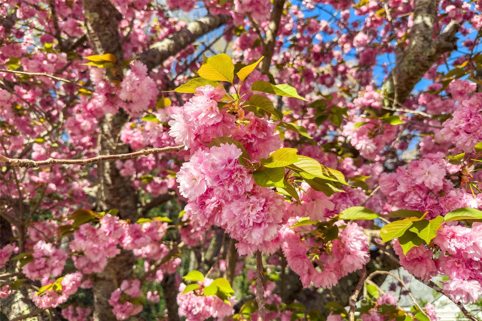 2 Llama Vista Court Black Mountain NC 28711