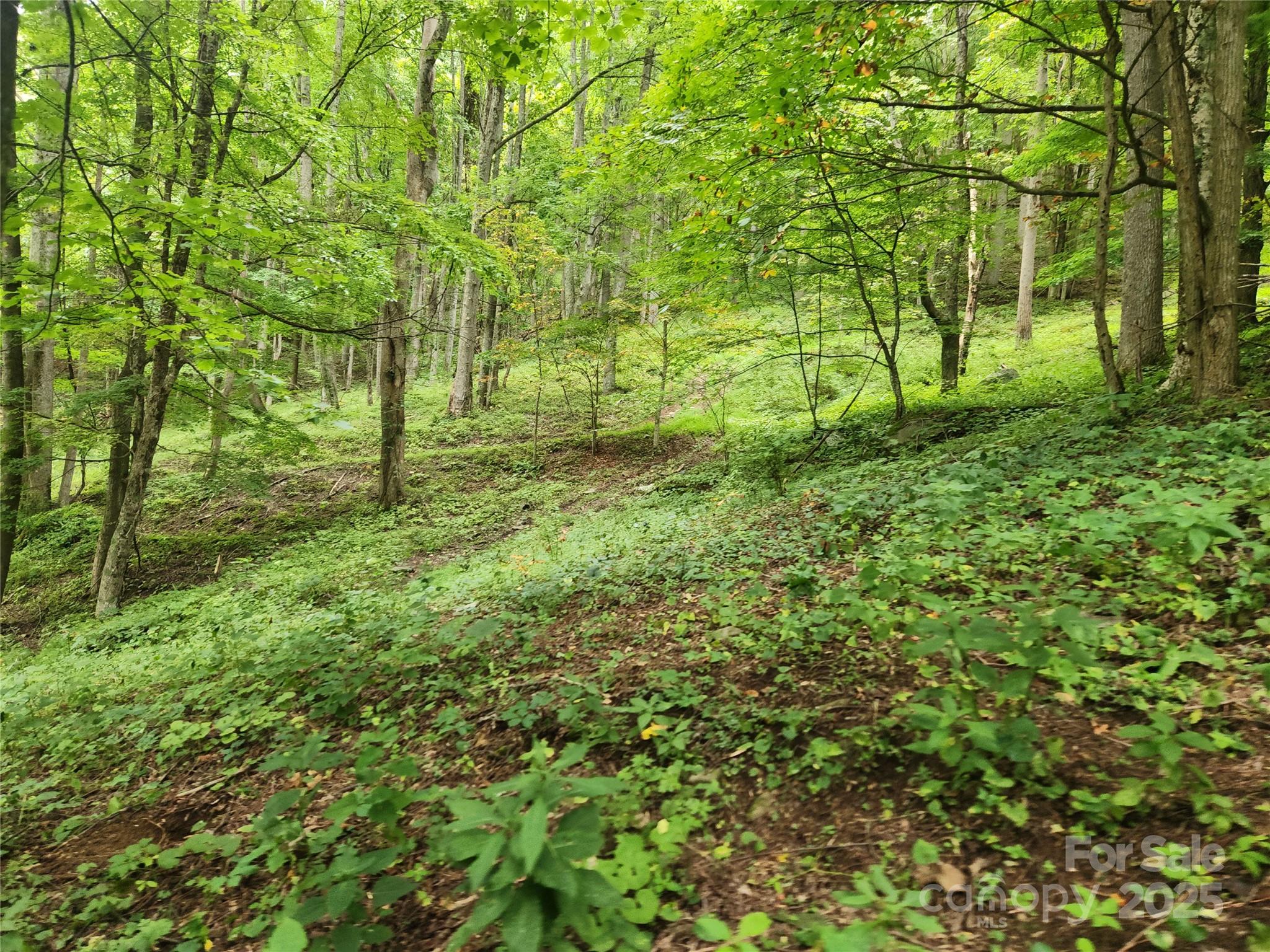 1925 S Fork Road Marshall NC 28753