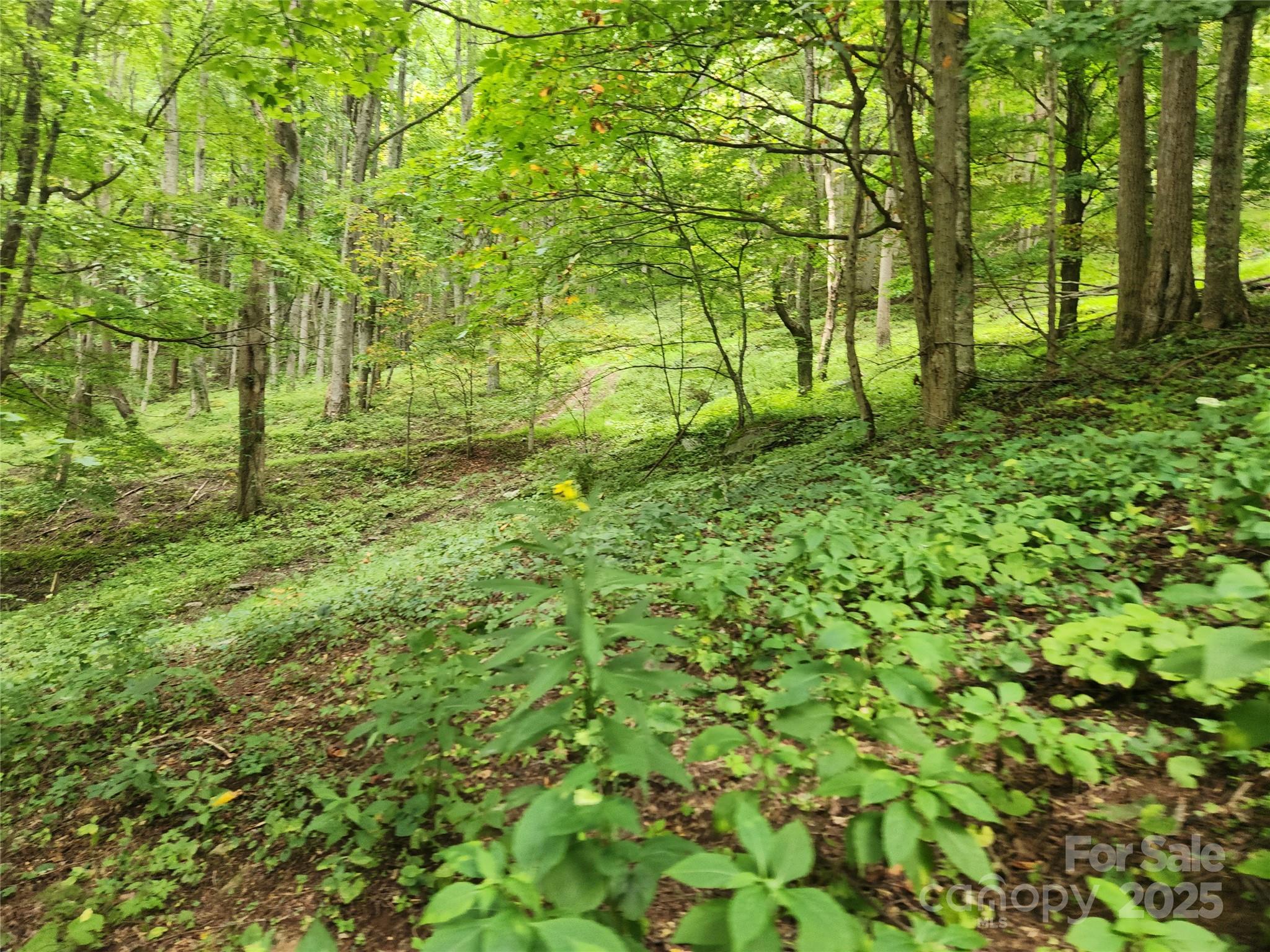 1925 S Fork Road Marshall NC 28753