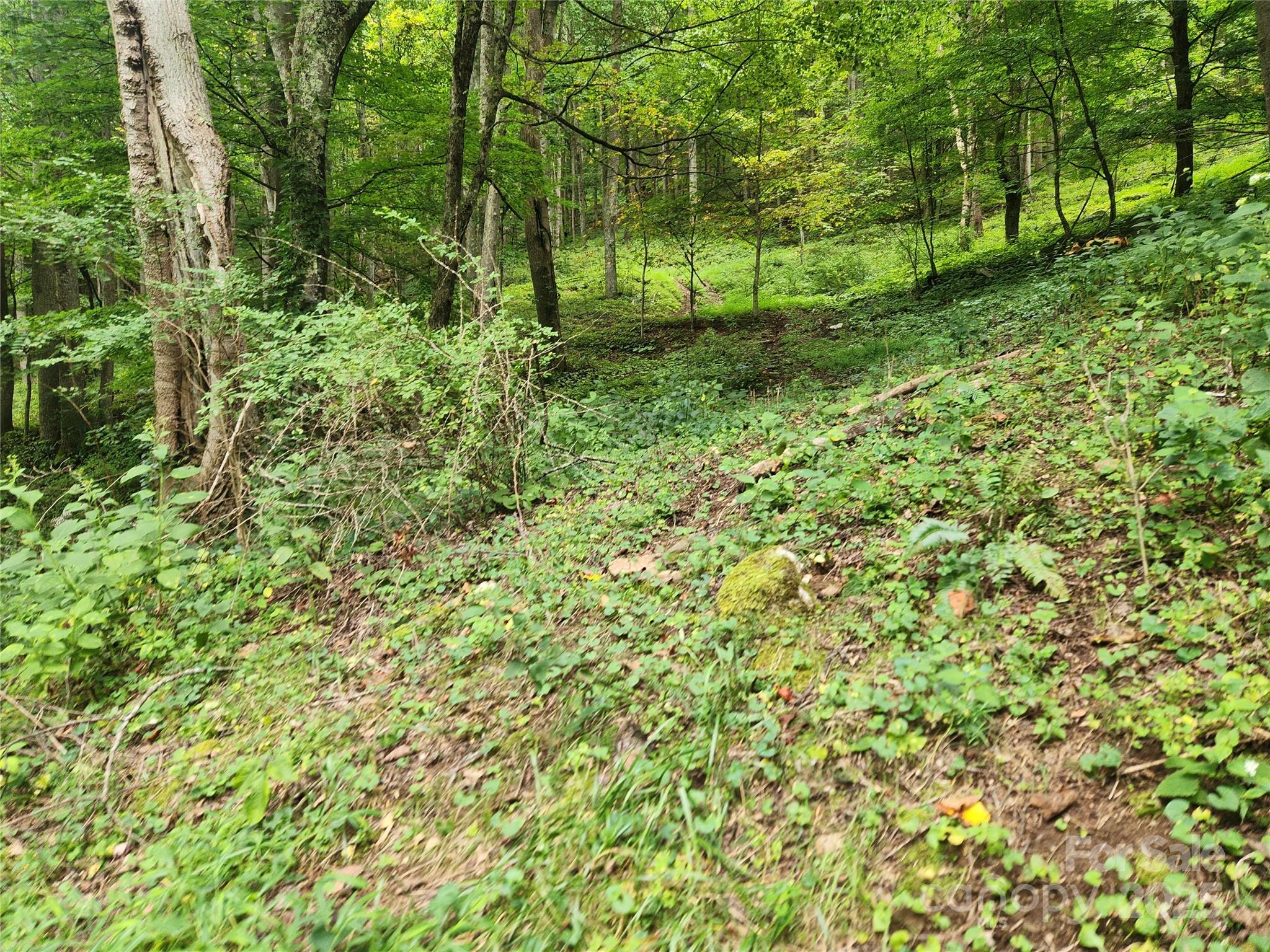 1925 S Fork Road Marshall NC 28753