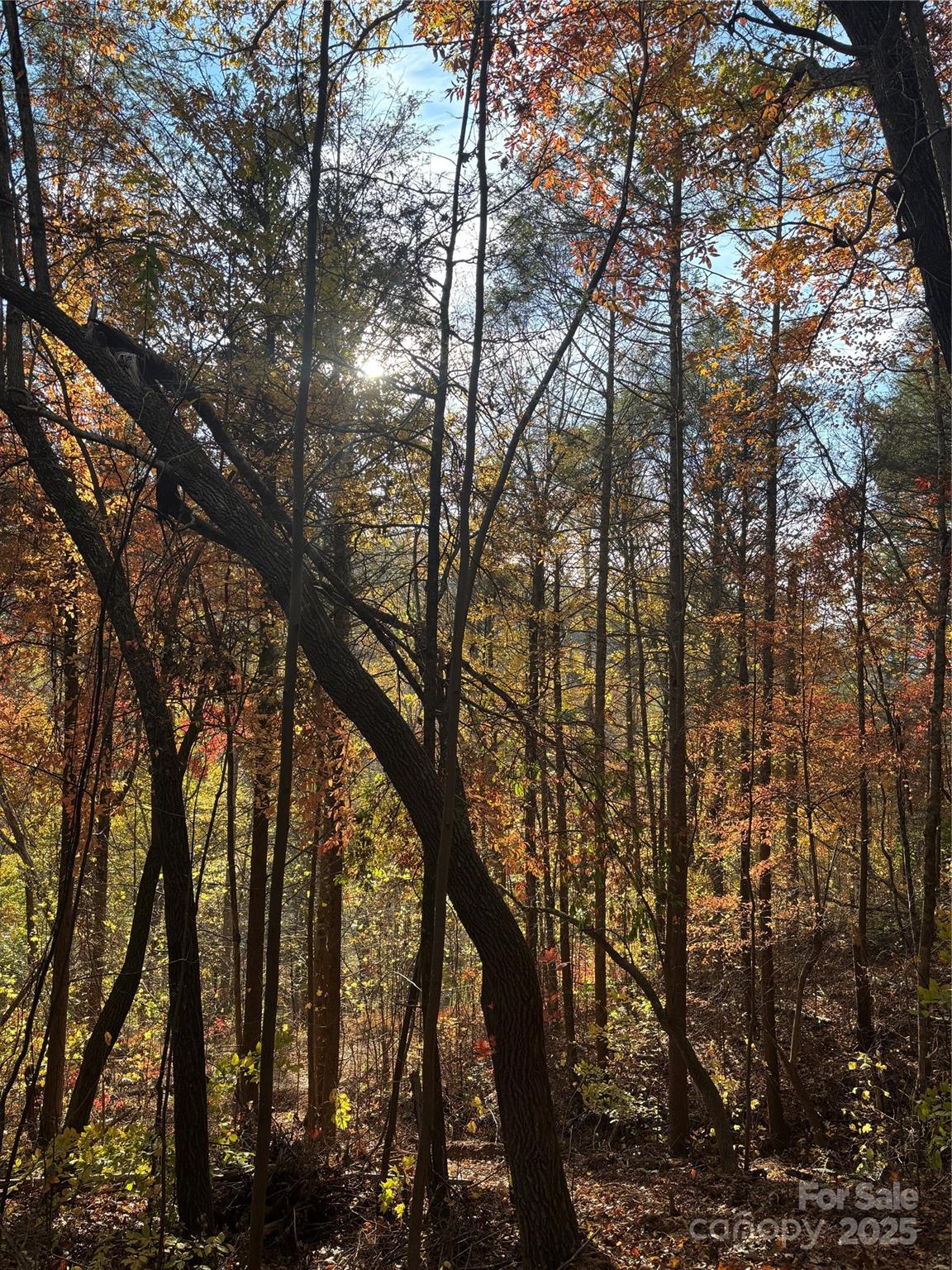 000 Cook Cove Road Weaverville NC 28787