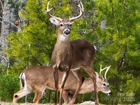 31 Cozy Cottage Way Arden NC 28704