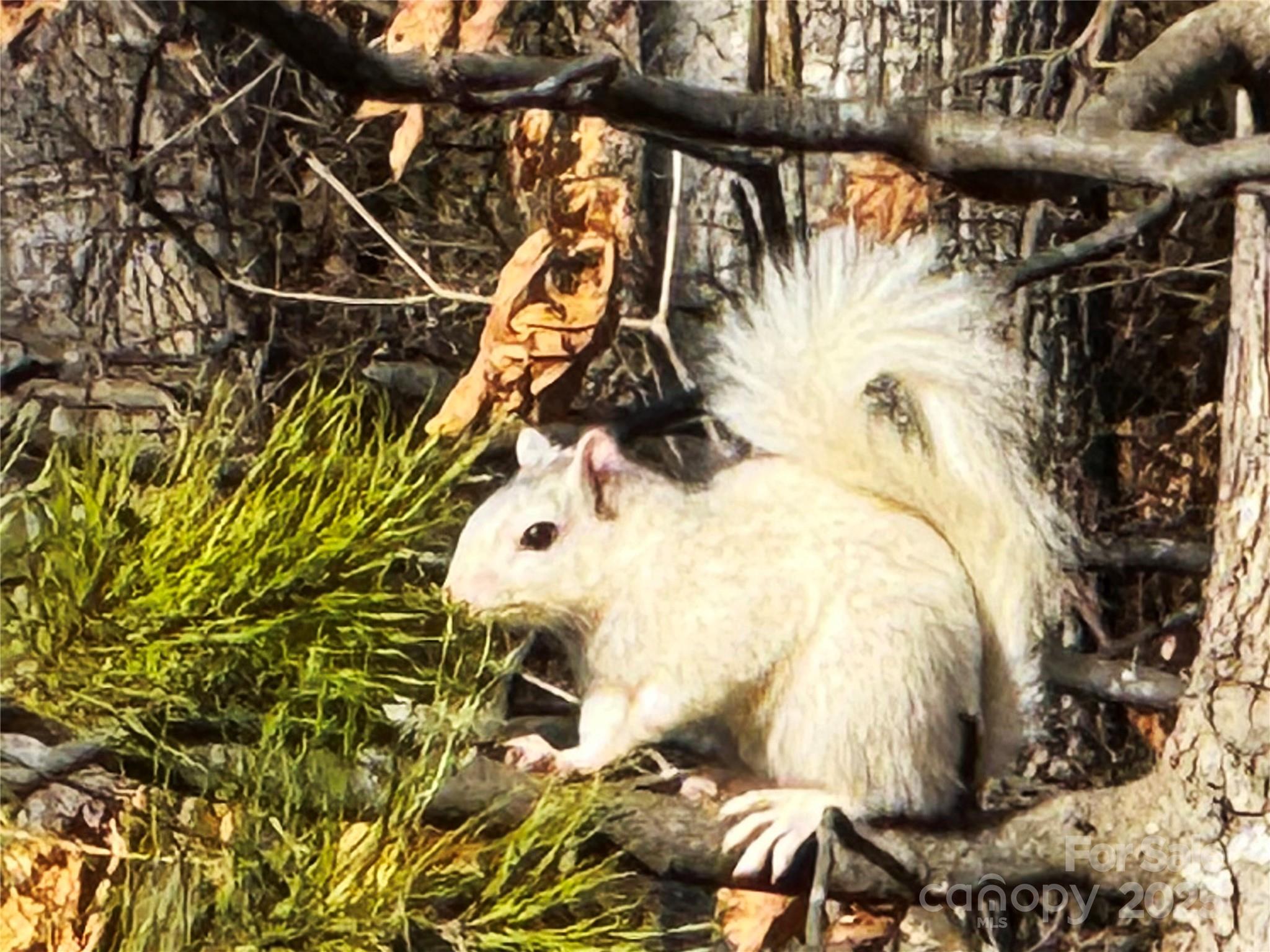 31 Cozy Cottage Way Arden NC 28704