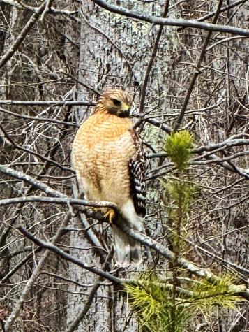 31 Cozy Cottage Way Arden NC 28704