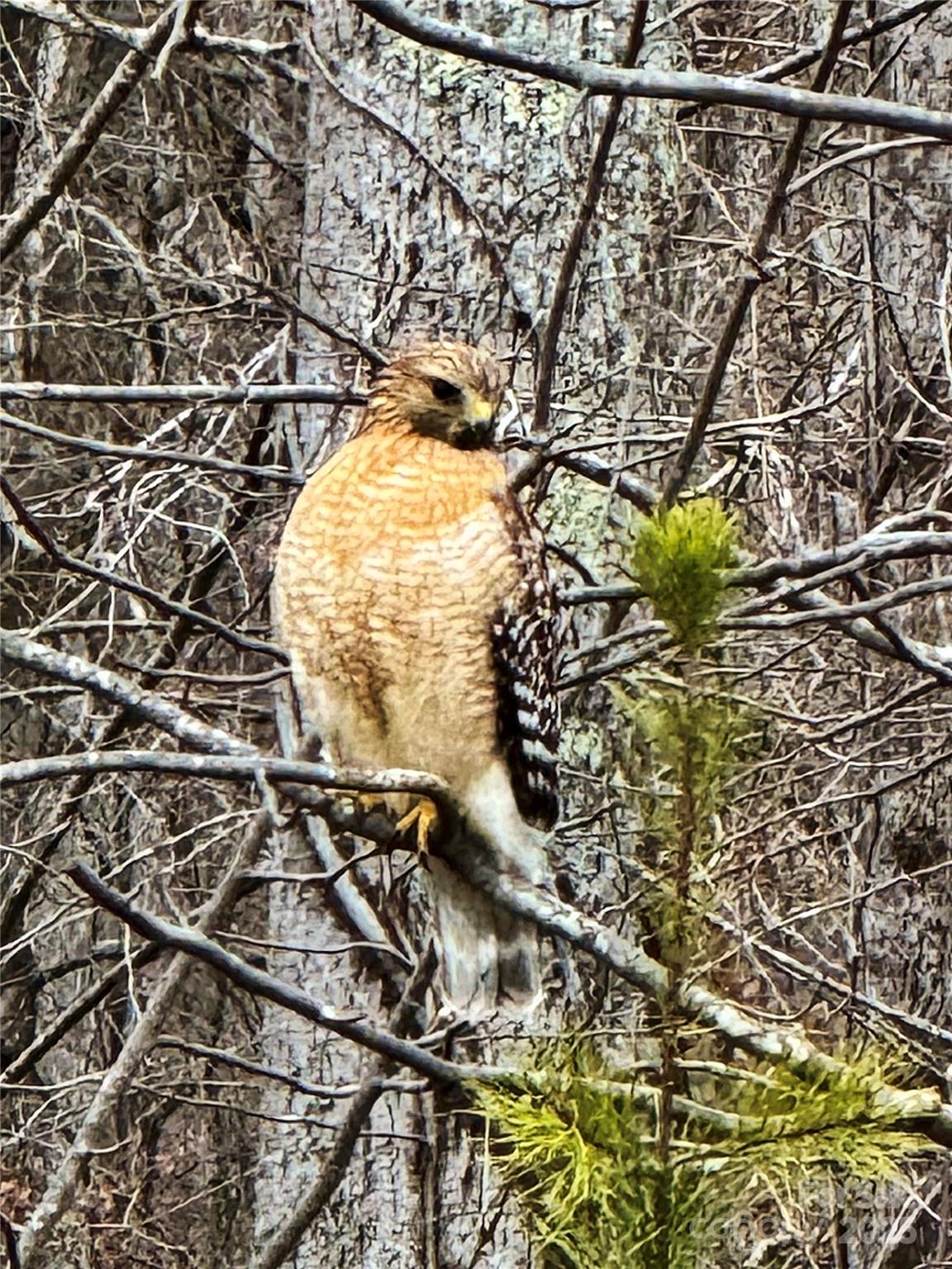 31 Cozy Cottage Way Arden NC 28704