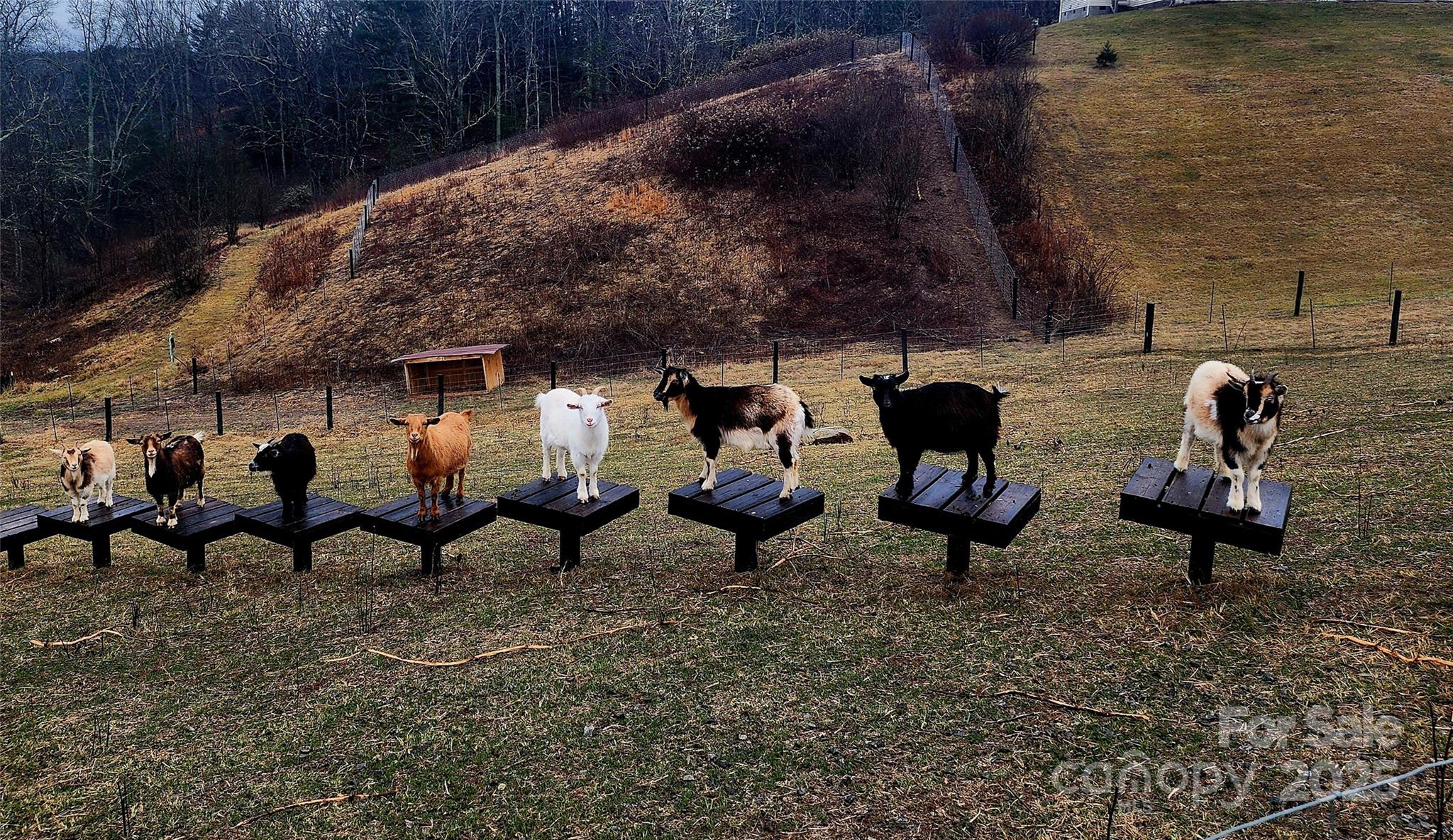 244 Westridge Farm Road Asheville NC 28804