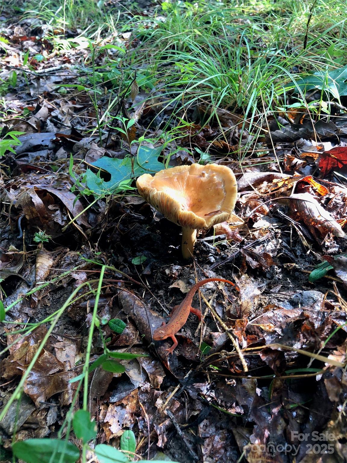 126 And 111 Visionview Way Black Mountain NC 28711