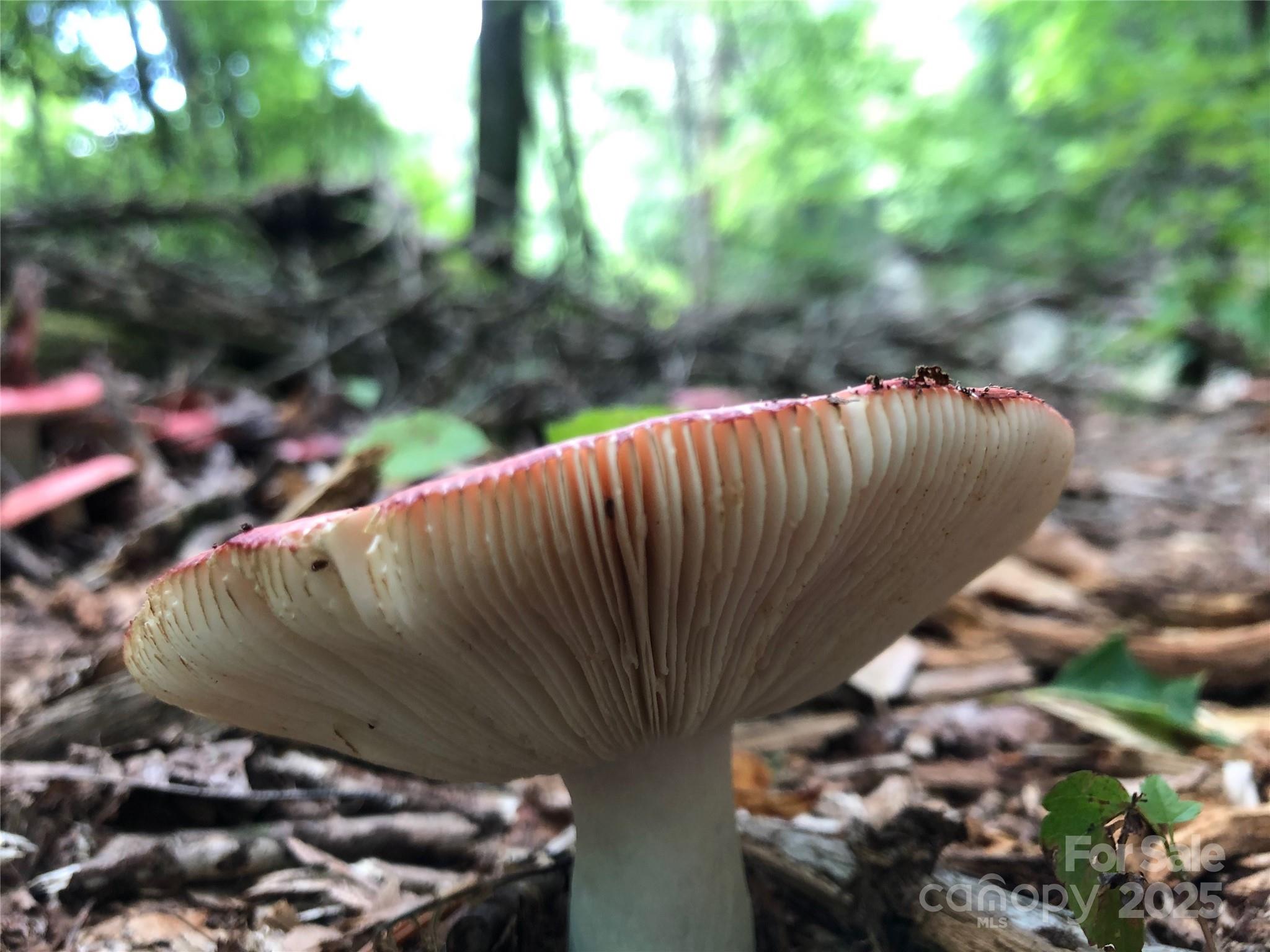 126 And 111 Visionview Way Black Mountain NC 28711