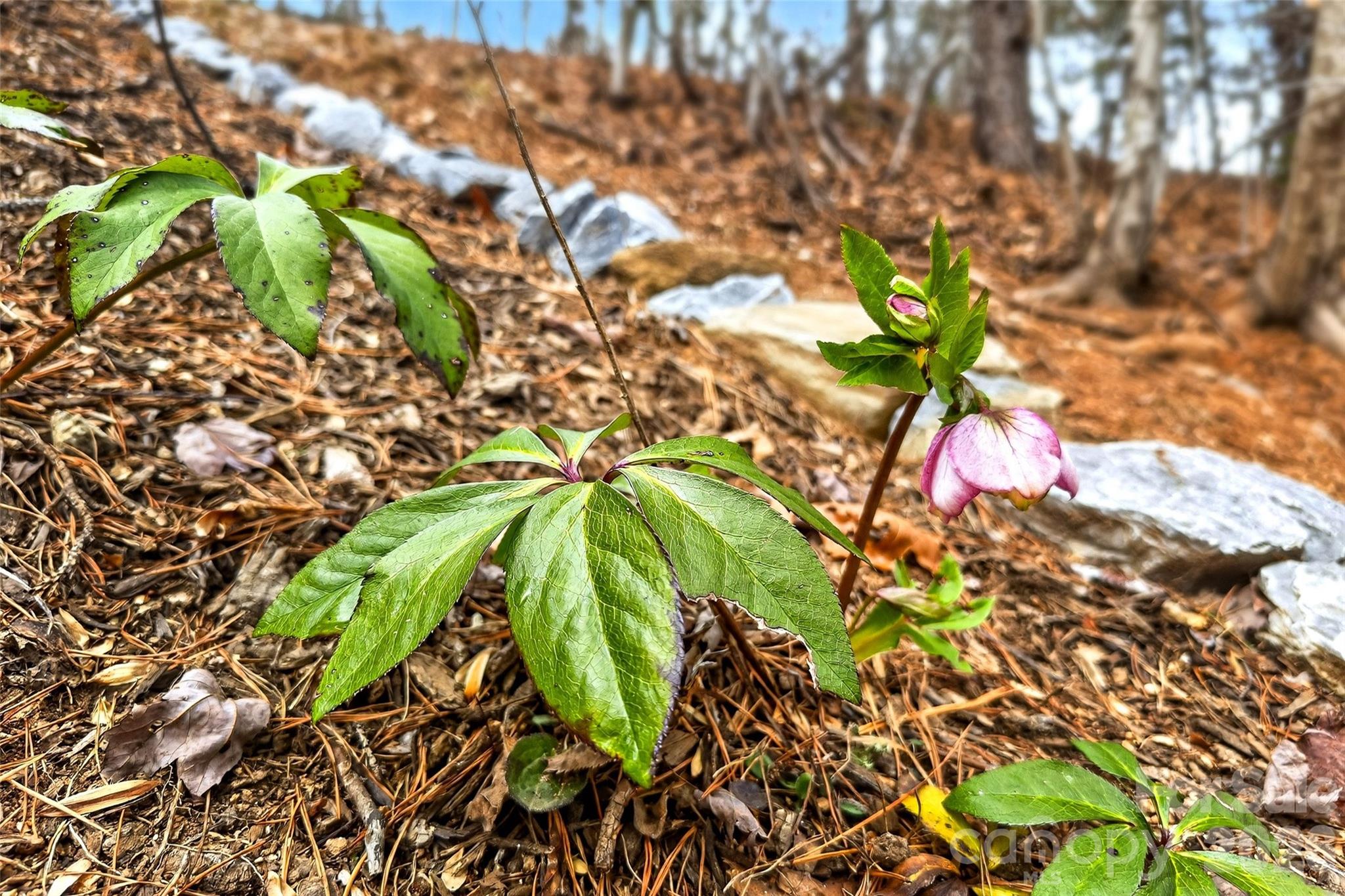 88 Windy Hill Drive Old Fort NC 28762