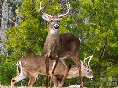 31 Cozy Cottage Way Arden NC 28704