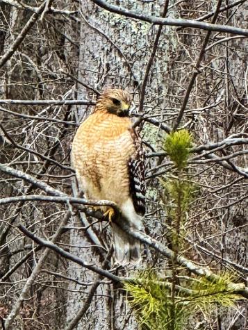 31 Cozy Cottage Way Arden NC 28704