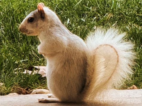 31 Cozy Cottage Way Arden NC 28704