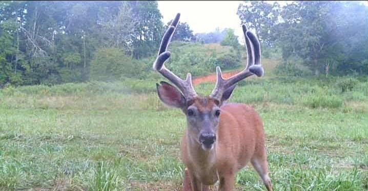 128 Cook Lane Mills River NC 28759