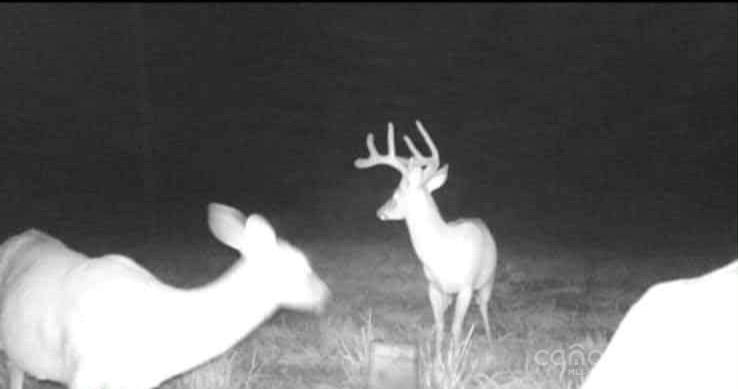 128 Cook Lane Mills River NC 28759