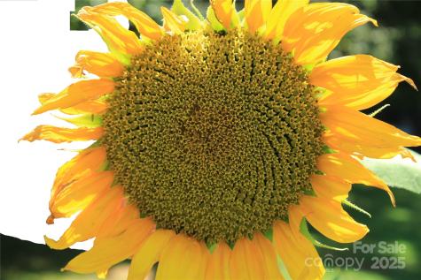 282 Reagan Lane Bostic NC 28018