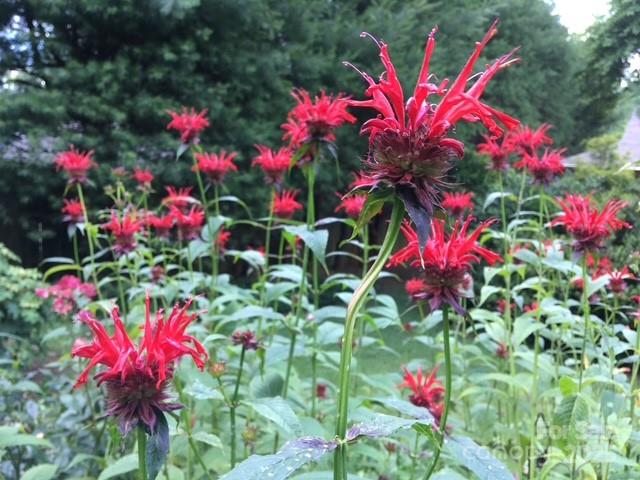 9 Glen Meadows Road Arden NC 28704