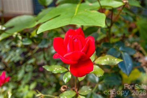 91 Haw Creek Circle Asheville NC 28805