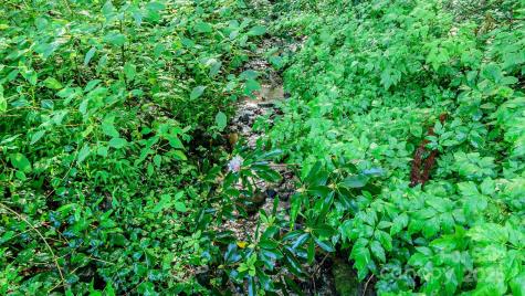 51 Bell Road Asheville NC 28805