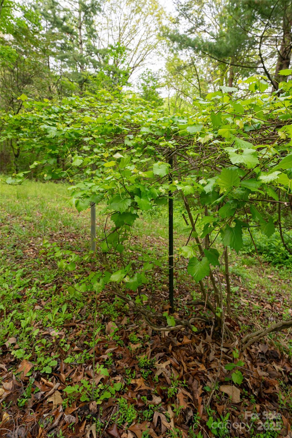 25 Coal Creek Lane Weaverville NC 28787
