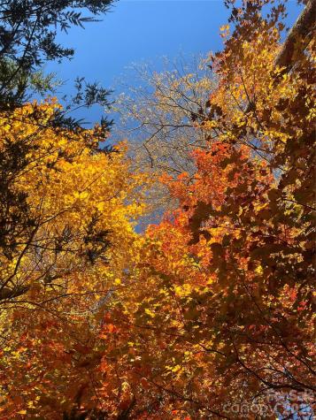 2778 Mule Stomp Road Hot Springs NC 28721