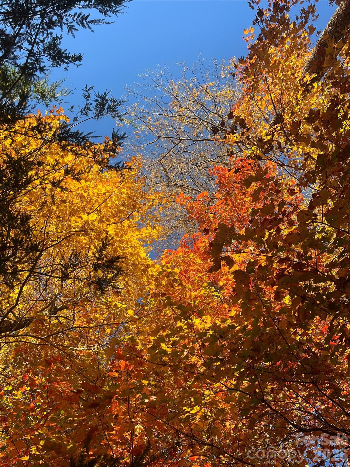 2778 Mule Stomp Road Hot Springs NC 28721