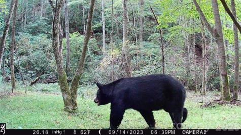 2778 Mule Stomp Road Hot Springs NC 28721