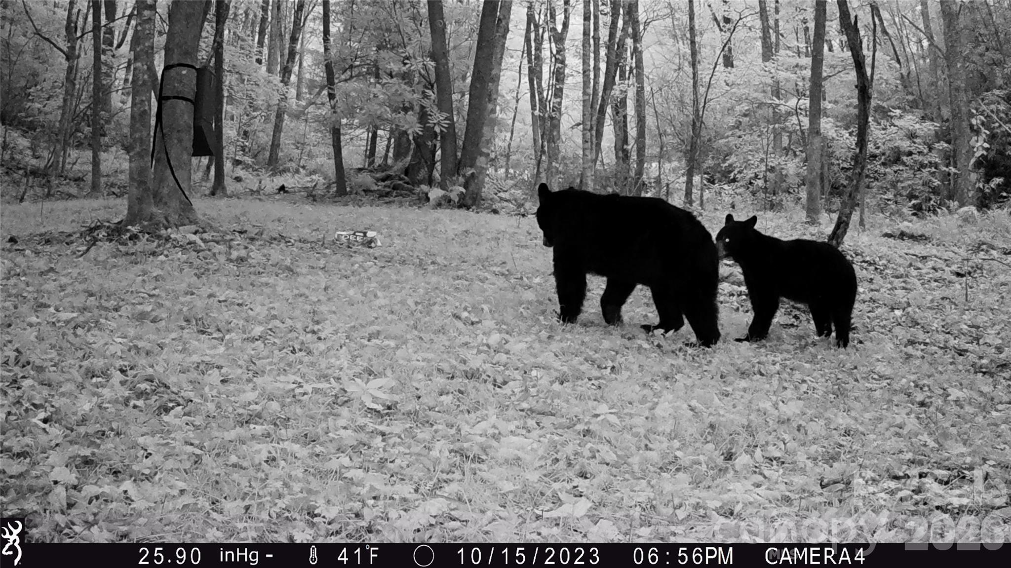 2778 Mule Stomp Road Hot Springs NC 28721