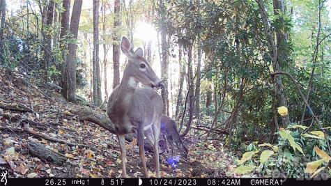 2778 Mule Stomp Road Hot Springs NC 28721
