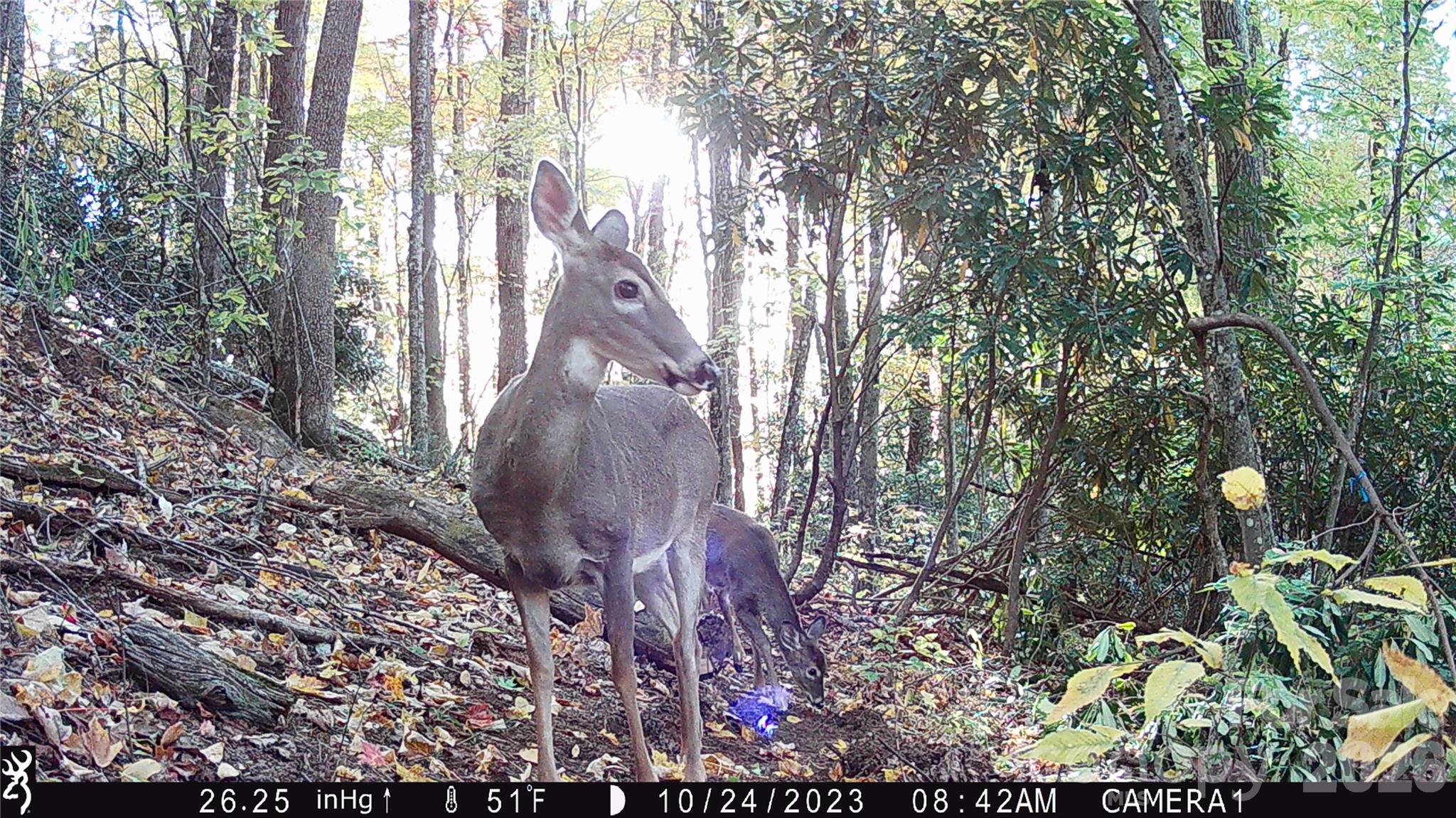2778 Mule Stomp Road Hot Springs NC 28721