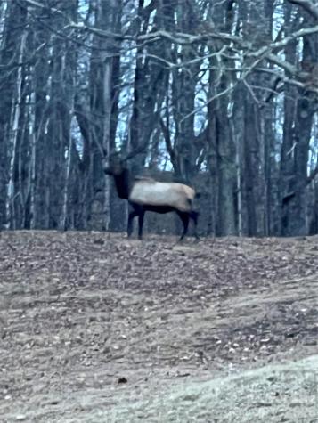 2778 Mule Stomp Road Hot Springs NC 28721